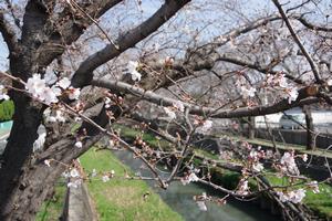 桜鴻沼川
