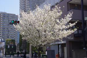 桜八幡通り