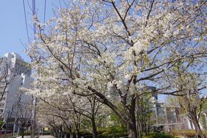 桜上落合