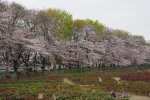 与野公園1