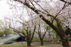与野公園3