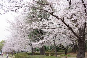 与野公園4