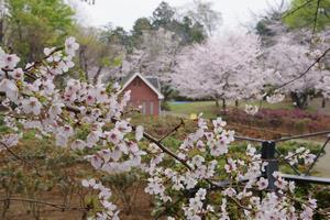 与野公園7