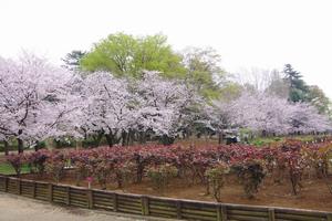 与野公園8