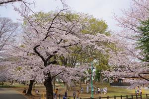 与野公園11