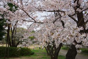 与野公園15