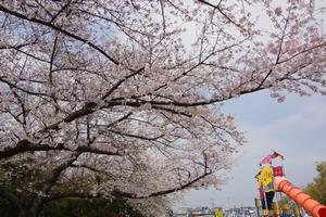 与野中央公園1