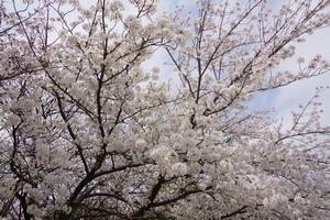 与野中央公園2