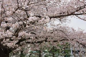 上落合公園2