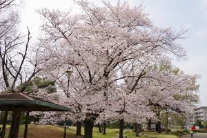 八王子公園2