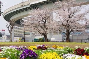 円阿弥コミュニティ広場1