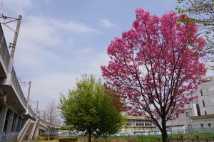 下落合環境空間緑道1