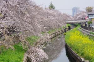 鴻沼川南与野駅付近
