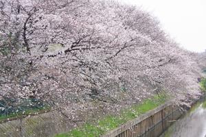 たつみ通り付近