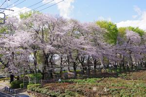 与野公園1