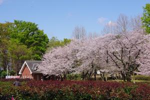 与野公園3