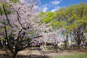 与野公園5
