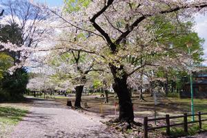 与野公園7