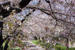 与野公園9