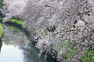 鴻沼川埼大通り南