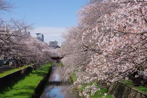 鴻沼川埼大通り鈴谷小1