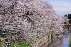 たつみ通り付近