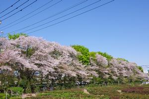 与野公園1