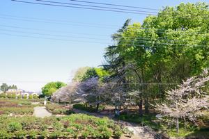 与野公園2