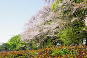 与野公園4