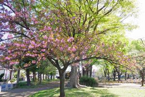 与野公園9