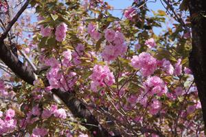 上落合公園7