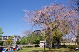 八王子公園1