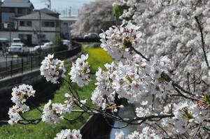 鴻沼川埼大通り南側2