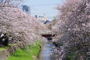 鴻沼川埼大通り鈴谷小2