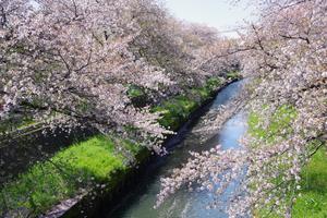 鴻沼川鈴谷小1