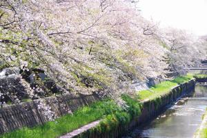 鴻沼川八幡小1