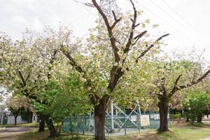 上落合公園ウコン桜1