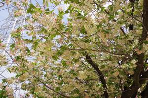 上落合公園ウコン桜2
