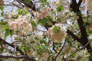 上落合公園ウコン桜3