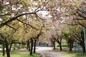 上落合公園八重桜
