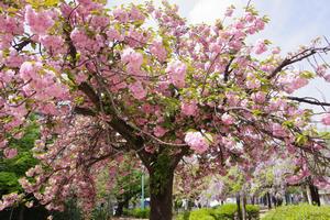 上落合公園八重桜2