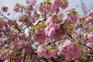 上落合公園八重桜3