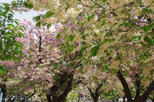 上落合公園ウコン＋八重2