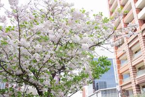与野駅前通り5