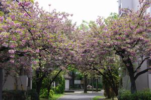かやのき団地1