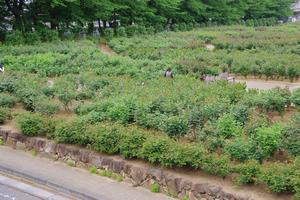 与野公園2