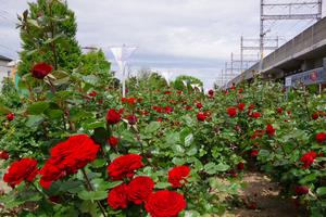 与野本町駅前公園8