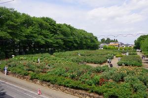 与野公園1