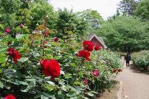 与野公園16
