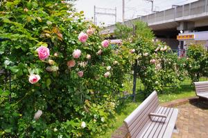 駅前公園4